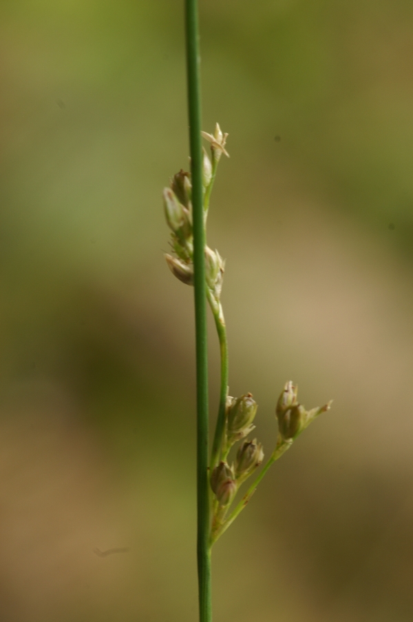 Juncus pauciflorus